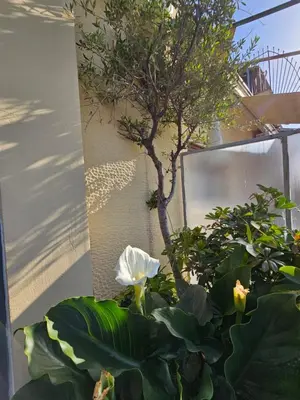 a plant with a white flower in front of a building at Ilissos Terrace Apartment in Athens
