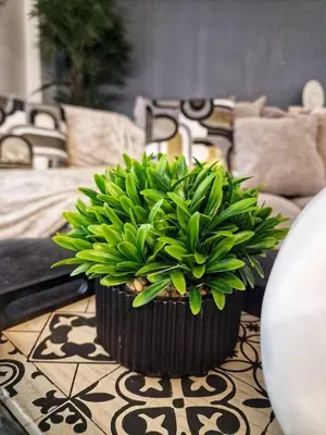 a green plant in a black pot on a table at Modern Athens Apartment - Close to Metro in Athens