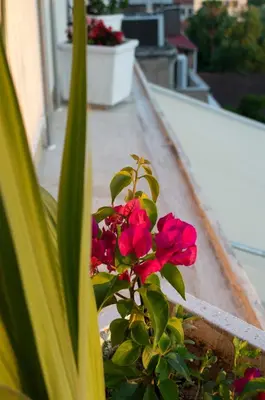 a plant with red flowers sitting on a balcony at Downtown Cozy penthouse For balcony lovers in Athens