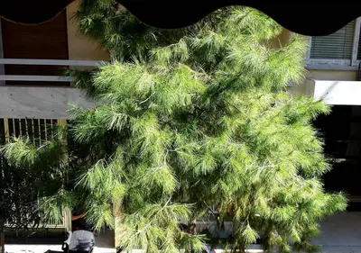 a green pine tree in front of a building at OneStep mini apartment next to Kallimarmaro Stadium in Athens