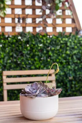 a plant in a white pot sitting on a table at Serenity Luxury Estates in Piraeus