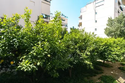 an orange tree in front of a building at Amazing house close to sea in Athens