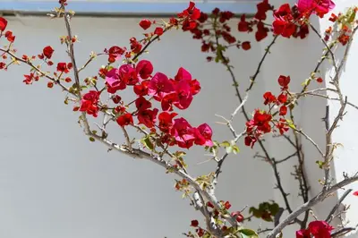a bunch of red flowers in a vase at Sunny Penthouse For balcony lovers in Athens