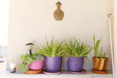 a group of potted plants sitting on a shelf at Sunny Penthouse For balcony lovers in Athens