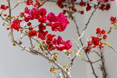 a bunch of red flowers in a vase at Sunny Penthouse For balcony lovers in Athens