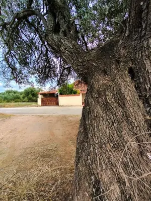 a close up of the trunk of a large tree at Olive apartment in Paianía