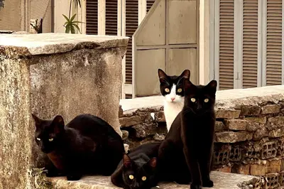 four black and white cats sitting on a stone ledge at Quiet apartment in the centre of Athens in Athens