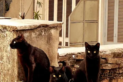three black cats sitting next to a stone wall at Quiet apartment in the centre of Athens in Athens