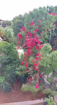 a tree with pink flowers in a garden at Vouliagmeni Top Floor Maisonette in Athens