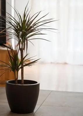 a plant in a black pot sitting on a table at Acropolis Atmospheric Apartment in Athens
