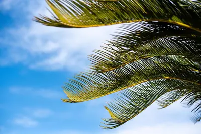 a palm tree with the sky in the background at Artemis Riviera Near Athen's Airport By SEM in Artemida