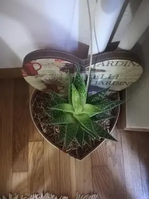 a green plant in a pot on a floor at Apartment near Metro Attiki Athens in Athens