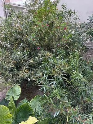 a garden with a bunch of plants and flowers at Timeless Thissio Home in Athens