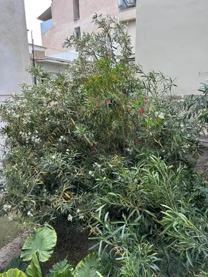 a bush with flowers and plants in front of a building at Timeless Thissio Home in Athens