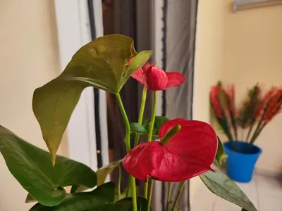 a red flower in a vase next to a plant at Cozy & Connected in Athens