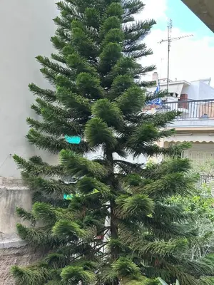 a large green christmas tree in front of a building at The Agora Residence in Athens