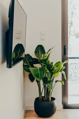 a plant in a black pot sitting on a table at Dreamy Glyfada Apartment in Athens