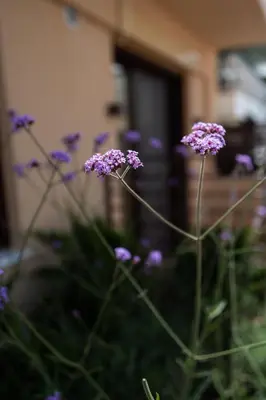 a bunch of purple flowers in front of a building at Ikima Living in Piraeus