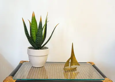 a table with a plant and a pot on it at Cute Retro Apartment In Exarchia Neighborhood in Athens