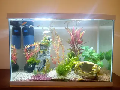 a aquarium with many different types of fish in it at GreenGarden Comfort in Athens
