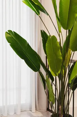 a green plant in a vase next to a window at Ella Luxury Suites in Athens