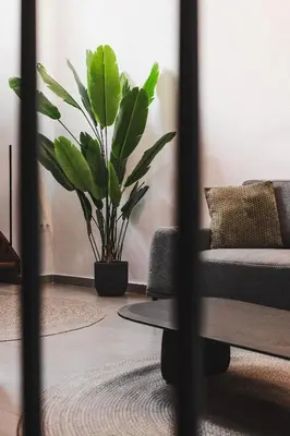 a living room with a couch and a plant at Ella Luxury Suites in Athens