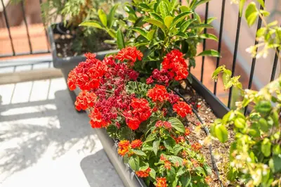 a bunch of red flowers in a garden at Huge Balcony Penthouse in City Center - Zen Asteria in Athens