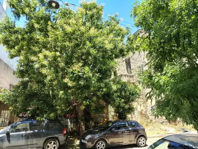 two cars parked under a tree in front of a building at Acropolis slow living apt - Ground floor in Athens