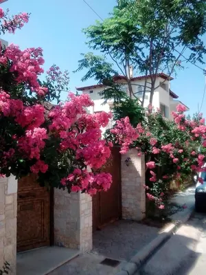a bunch of pink flowers hanging from a fence at Near the Airport & near the Metro and Suburban station