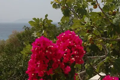 a heart shaped flower in a tree near the ocean at Aegean Pearl in Áyios Dhimítrios
