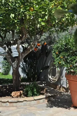 an orange tree in a garden with some plants at The BloomYard in Markopoulo