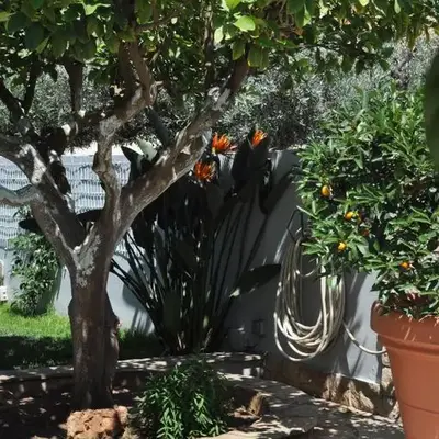 The BloomYard