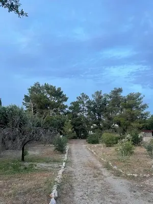 a dirt road in the middle of a field with trees at The Simple Space, a pause near the sea in Ayía Paraskeví