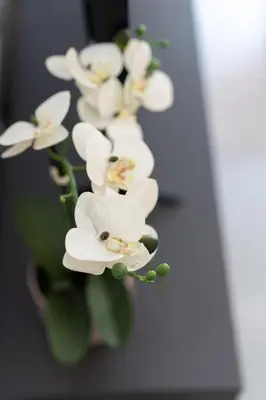 a group of white flowers sitting on a table at 2BR Family Apartment With Playroom-Arcade, 2 Bathrooms & 2 Kitchens in Athens