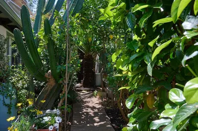 a garden with green plants and a walkway at Cool ambiance, 2Brs , Private Garden & Parking in Athens