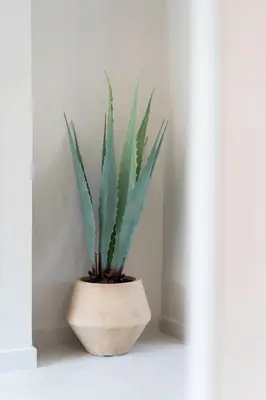 a plant in a pot sitting in a room at LIV - Deluxe 2BD Apartment in Athens in Athens