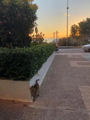 a cat is standing next to a hedge at Sunny Seaside Cozy Home in Piraeus