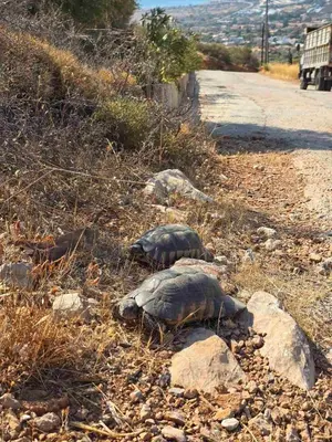 two turtles walking on the side of a road at Stergiou Luxury Apartments με κοινη πισινα in Saronida