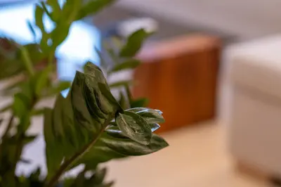 a green plant sitting on top of a desk at Azure7 Seaside - Luxury Apartment in Varkiza in Varkiza