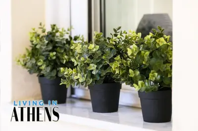 three black potted plants sitting on a window sill at Athenian Exclusive residence 2&2 ppl in Athens