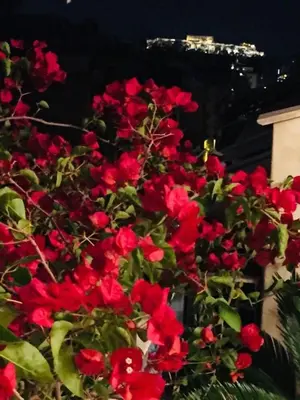 a bunch of red flowers in front of a building at In the heart of Athens! Panoramic view of the Acropolis! in Athens