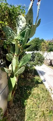 a green plant is next to a sidewalk at 1 Bed Apartment near the beach in Aghia Marina