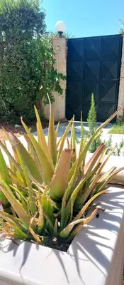 a succulent plant in a planter in a garden at 1 Bed Apartment near the beach in Aghia Marina