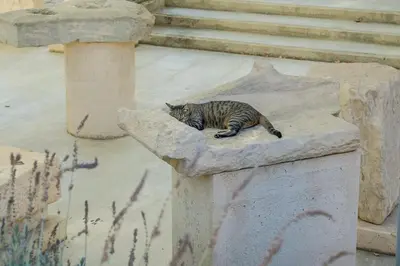 a cat is laying on a stone ledge at Elegant Private Home by the Acropolis in Athens