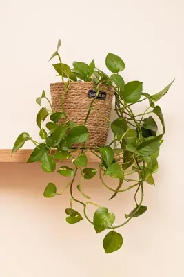 a plant sitting on top of a wooden shelf at Central Modern Studio with balcony,1 min to Metro,10 min to Acropolis in Athens