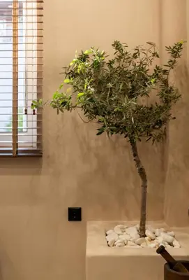 a small tree sitting on a table with rocks at Rustic Boutique Apartment with Live Olive Tree & Private Parking in Athens