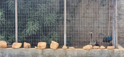 a bunch of logs in front of a fence at FarmHouse near Airport in Paianía