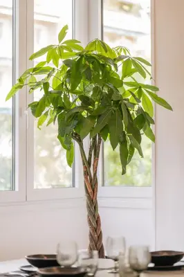 a plant sitting on a table in front of a window at Belle Étage 4BD 3BA Apt Kypseli Athens in Athens