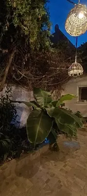 a plant next to a light and a lamp at CityZen Apartment in Athens