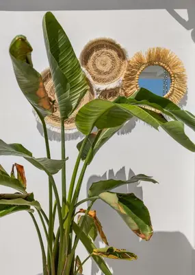 a plant in a vase next to a wall at Apt 1' From The Sea With Private Terrace & BBQ in Vari
